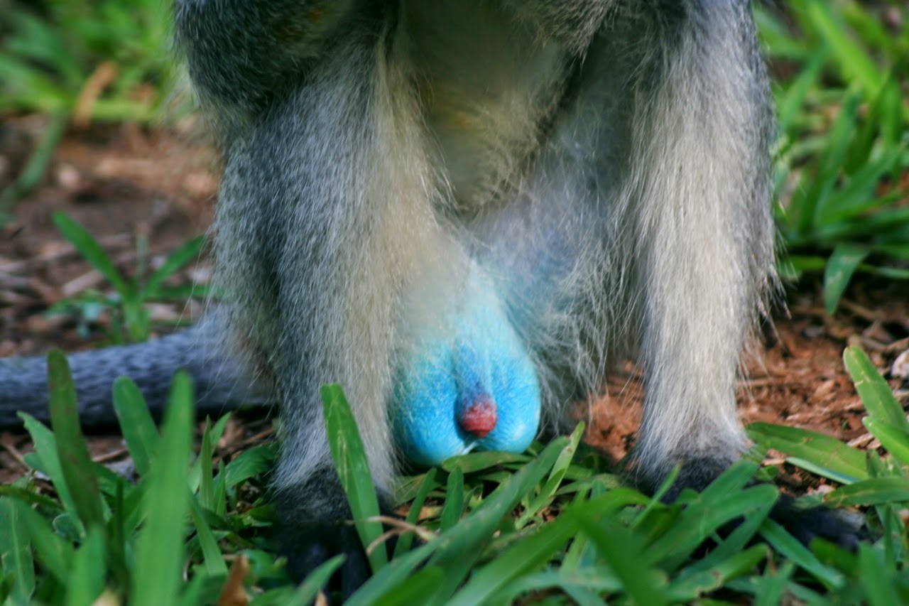 mandrill penis saw palmetto and sex drive